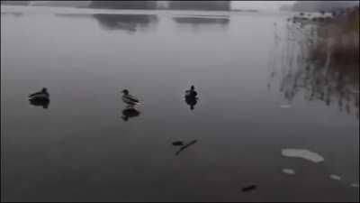 ? This ducks smooth landing on an icy pond
