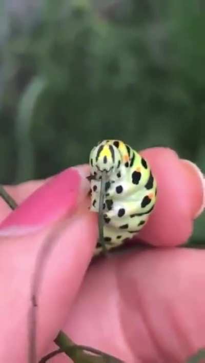 ? caterpillar having a snack