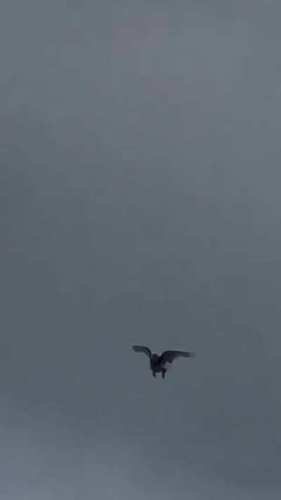 This pigeon shows off its acrobatic skills before landing.