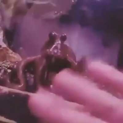 ? This octopus learned how to copy a “hello wave”
