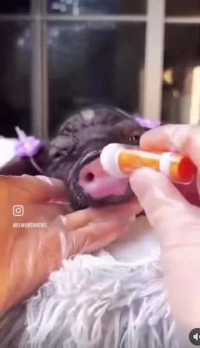 pig