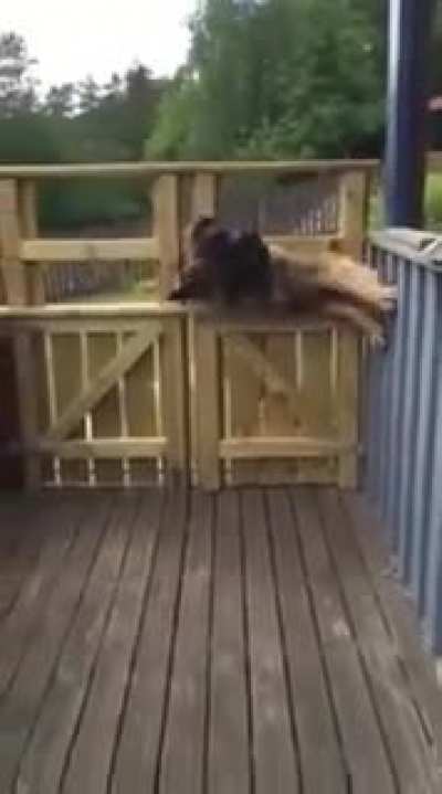 "No no don't worry about opening the gate I'll manage"