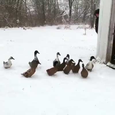 Please enjoy these ducks changing their minds.