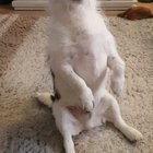 bruh sometimes i just catch him chillin and vibing out and i think maybe i should record. thought you guys would appreciate a couple more clips of Badger, it's been a while ?