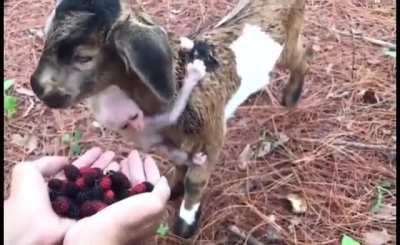 Baby goat munching on some berries.