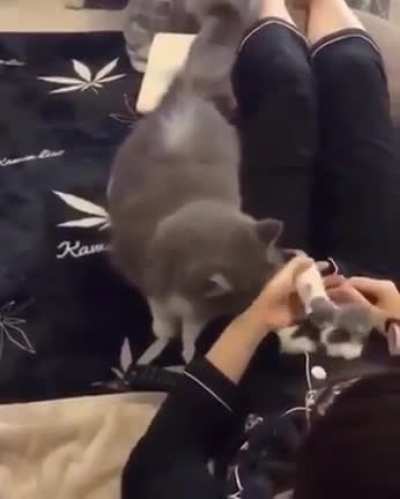 Momma cat trusting her babies with owner ?