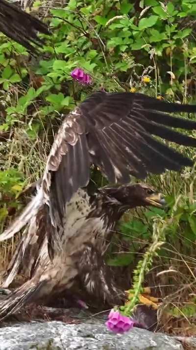 ?Juvenile Eagle Slides in Grabs Fish