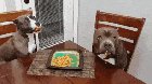 "We didn't do it!"