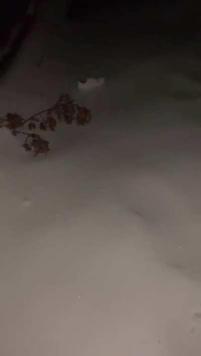 Walk in the Snow