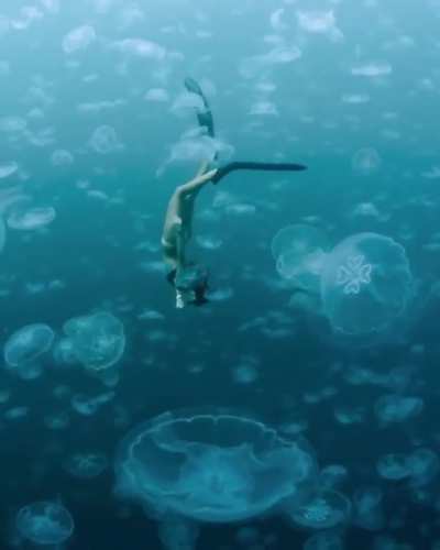 ? Moon Jellyfish Realm in Australia