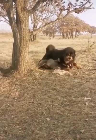 Mastiff vs wolf . display of dominance only