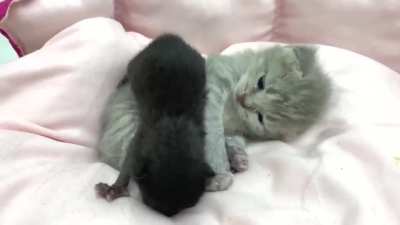 Kitten hugging his adopted brother ?