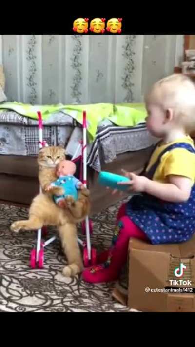 Movie “ Misery” ..cat version