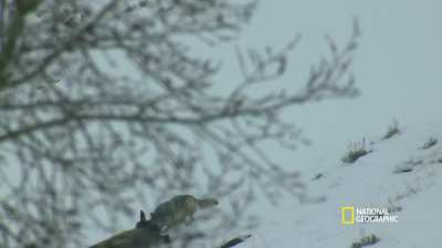 Lone Wolf kills an Elk with just one bite.