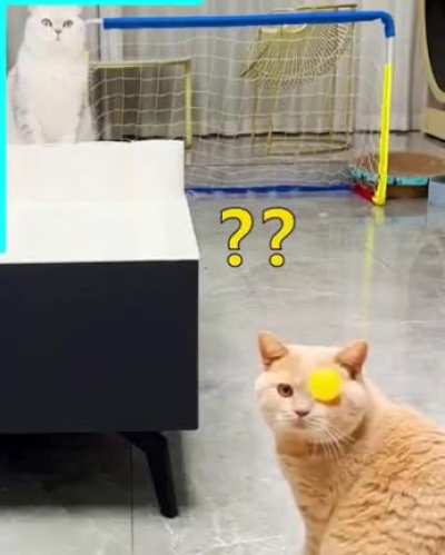 Poor cato...