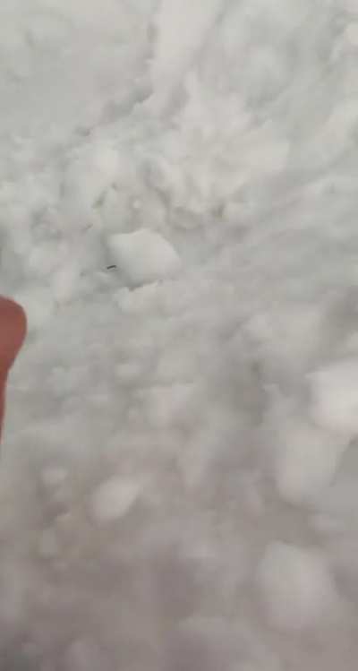 Another snow fort