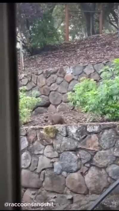 to round up the baby raccoons