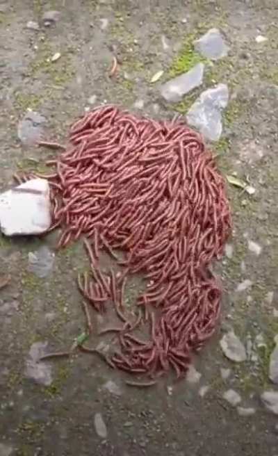 ? Ground Beef escaping the restaurant ?