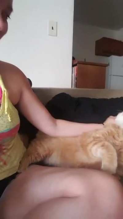 You have started the pet process, now you must proceed"