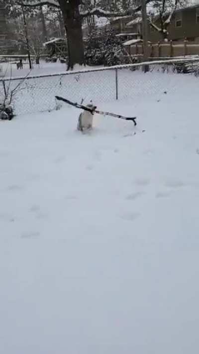 My freaking dog finds the biggest stick there is and runs with it full speed. ?
