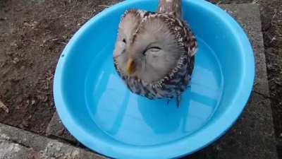 ? Just a happy owl drinking water
