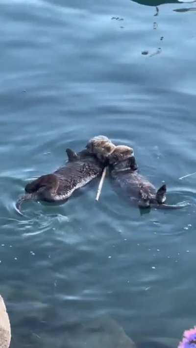 Sea otters are adorable