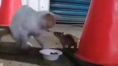 When your 'food' steals your food !