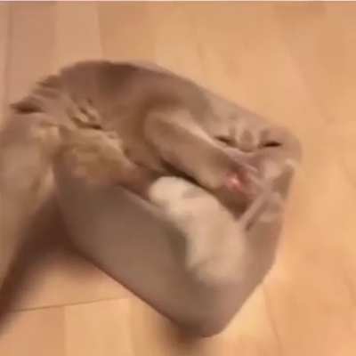 Another proof cats are made of liquids. ?