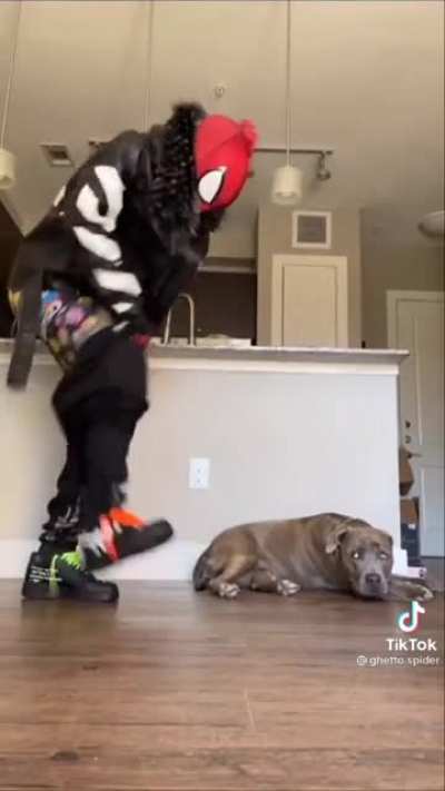"Why is my hooman like this?"
