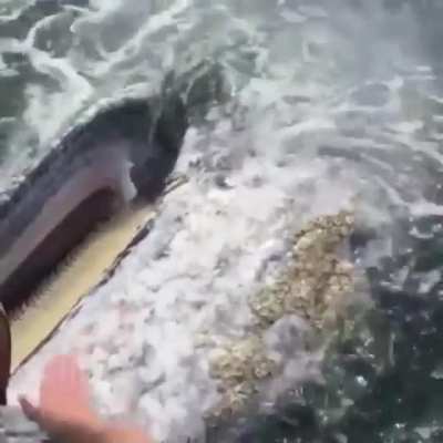 ? Gray whale stops by for some scratches