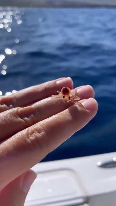 ? Tiny baby octopus?