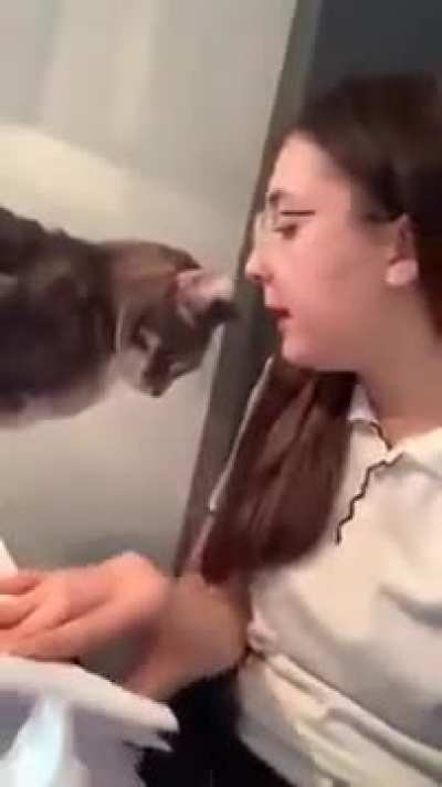 Cat gets hit with "Tit for Tat"