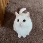 MEOW_IRL