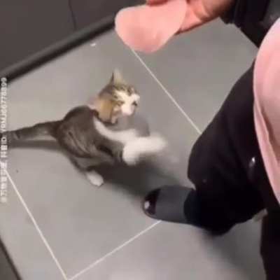 MEOW *slapp*