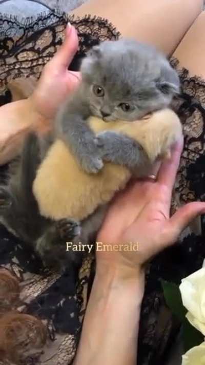 the way cat hugs puppy