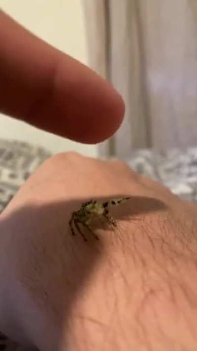 ? Jumpers really love climbing ?