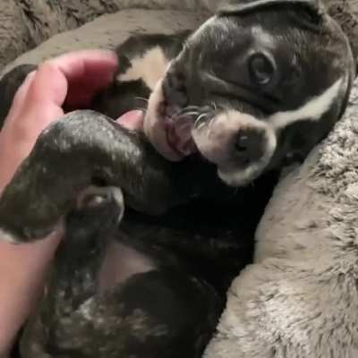 Everyone, meet Rösie ?. She is 8.5 weeks old and has stolen our hearts.