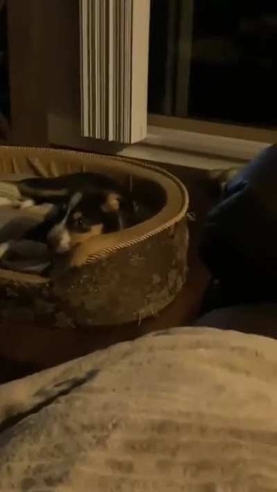 Was mid filming my pupper sound asleep when my bf farted and woke her up ?