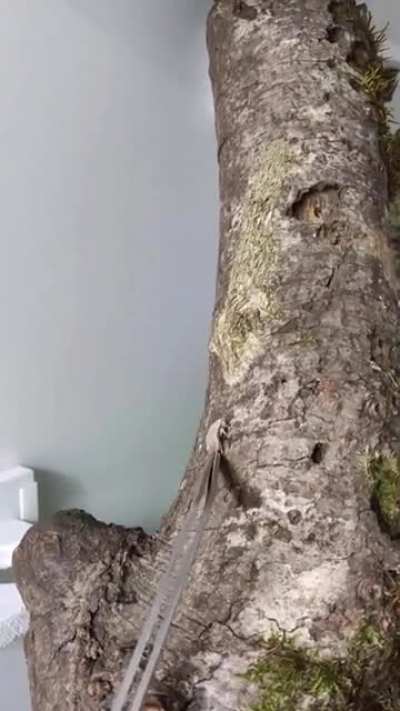 The camouflage