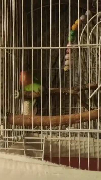 Can you tell me what the f*ck is my bird doing?