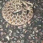 ? Defensive Display of the Rhombic Egg-eater (Dasypeltis Scabra) ?