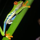 ? Captured this last night, the illusive Red-Eyed Tree Frog - La Fortuna, Costa Rica ? ?