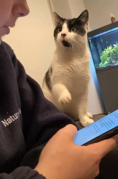 "More head boops please."
