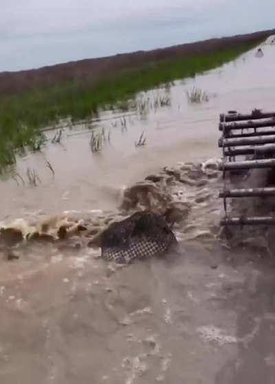 Hello Mr Crocodile.