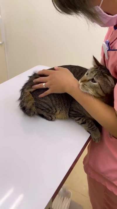 The cat is afraid when he sees the vet