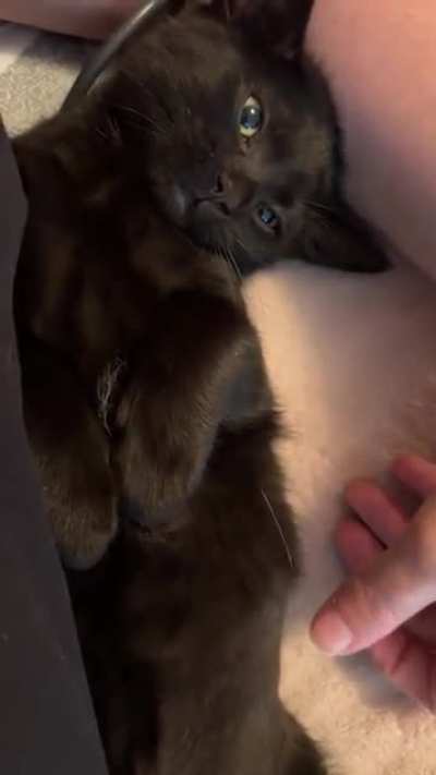 By popular demand, here’s Bones getting a lot of tummy rubs and her giving me advice