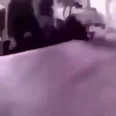 Cute dog