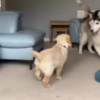 Husky reaction to his new golden retriever little brother ???