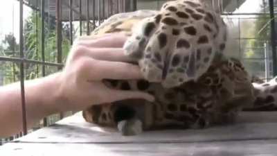 ? Kitty will be a kitty no matter the size