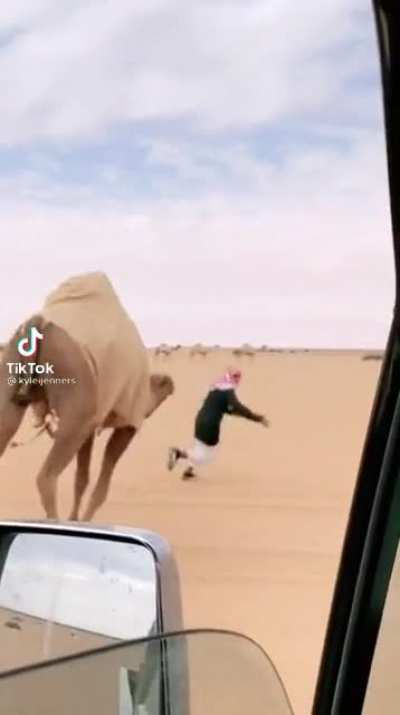 camel de lune